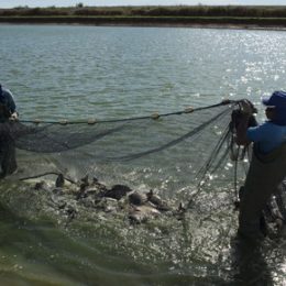 Petrobras anuncia biodiesel a partir de óleo de peixe