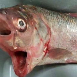 Peixe de duas bocas é capturado na Austrália