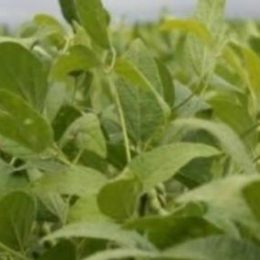 Parasitos de peixes podem ser bioindicadores de qualidade ambiental