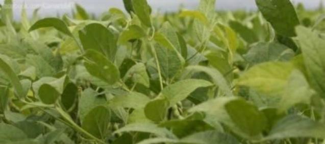 Parasitos de peixes podem ser bioindicadores de qualidade ambiental