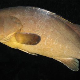 Projeto de criação em cativeiro pretende salvar a garoupa-verdadeira no Brasil