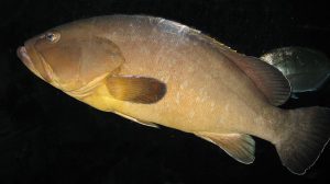 Projeto de criação em cativeiro pretende salvar a garoupa-verdadeira no Brasil