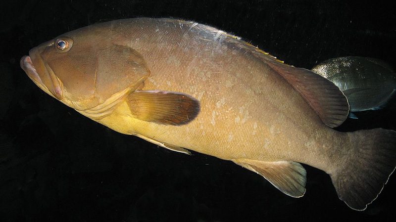 Projeto de criação em cativeiro pretende salvar a garoupa-verdadeira no Brasil