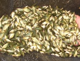 Ministro visita complexo Industrial do Peixe no Acre