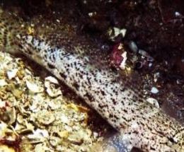 Nova espécie de peixe em Sesimbra