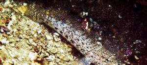 Nova espécie de peixe em Sesimbra