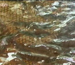 Cresce a produção de alevinos criados em cativeiro em Petrolina, PE