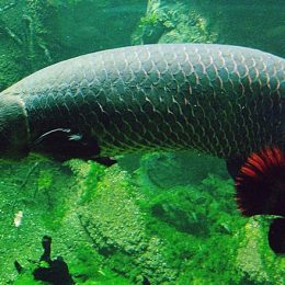 Produtores do Norte do país apostam na criação de pirarucu