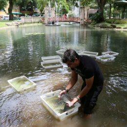 Em Belém, peixes são devolvidos aos lagos da Praça Batista Campos