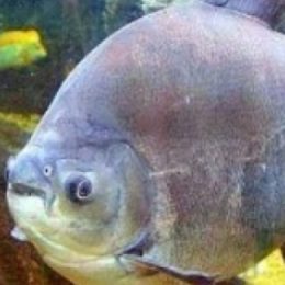 Projeto construirá 200 tanques de peixes no Vale de São Domingos (MT)