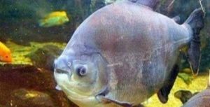 Projeto construirá 200 tanques de peixes no Vale de São Domingos (MT)