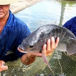 Aproveitamento de peixe rende lucro de até 100% ao produtor