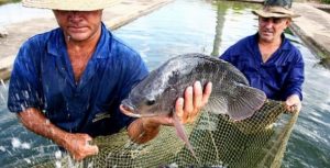 Aproveitamento de peixe rende lucro de até 100% ao produtor