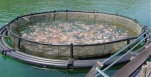 Secretaria estadual acompanha projeto piloto na pisicultura de MT