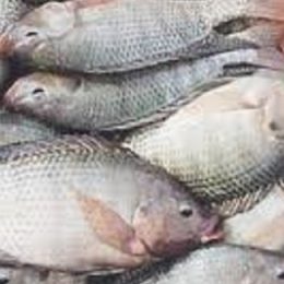 Crise hídrica afeta os preços do peixe no país que tem a maior reserva de água doce do planeta