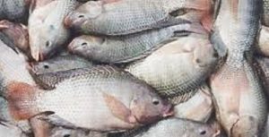 Crise hídrica afeta os preços do peixe no país que tem a maior reserva de água doce do planeta