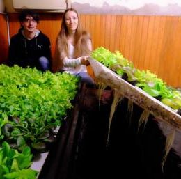 Produção caseira de peixes e hortaliças se desenvolve na Europa