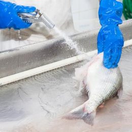 Ecomonia de água também é preocupação na piscicultura