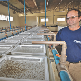 Parceria contempla 500 famílias em Vale de São Domingos