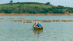 Nível dos reservatórios compromete a criação de tilápia em tanques de MG