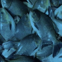 Piscicultura – Uma Oportunidade no Campo!