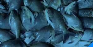 Piscicultura – Uma Oportunidade no Campo!