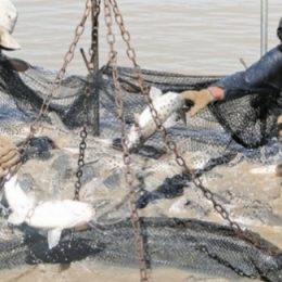 Peixe popular ganha mercado e preço cai