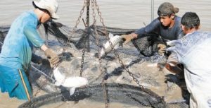 Peixe popular ganha mercado e preço cai