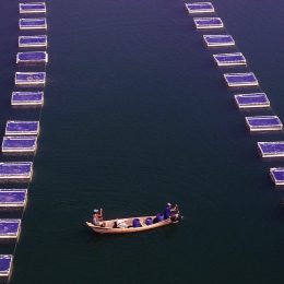Cessionários de parques aquícolas em Tucuruí convocados para recadastramento