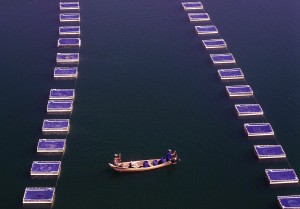 Cessionários de parques aquícolas em Tucuruí convocados para recadastramento