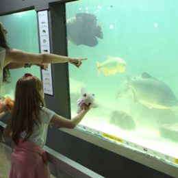 Pirarucu é atração em aquário gigante da ExpoLondrina