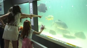 Pirarucu é atração em aquário gigante da ExpoLondrina