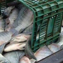 Bahia Pesca já distribuiu 7,5 milhões de alevinos em 2015