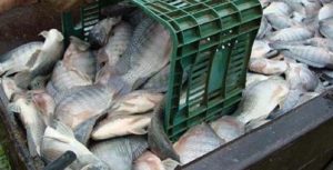 Bahia Pesca já distribuiu 7,5 milhões de alevinos em 2015