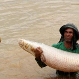 Como fazer a prevenção de doenças em peixes