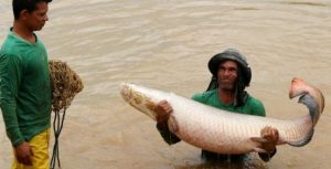 Evento internacional debate aquicultura em Manaus