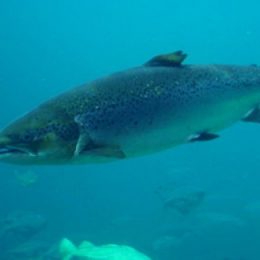 Entenda como funciona o cultivo do salmão