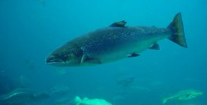 Entenda como funciona o cultivo do salmão