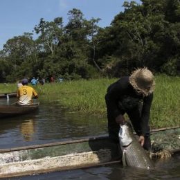 Programa de manejo do pirarucu vem transformando a vida de famílias no interior do Amazonas