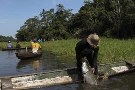 Programa de manejo do pirarucu vem transformando a vida de famílias no interior do Amazonas