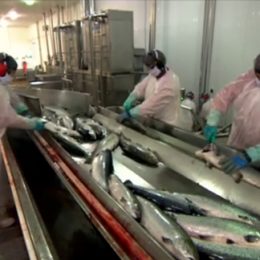 Veja como é feita a engorda do salmão e o impacto da criação