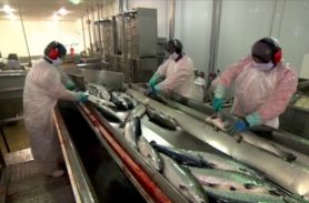 Veja como é feita a engorda do salmão e o impacto da criação