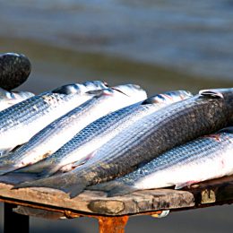 MPA lança plano de gestão para uso sustentável da tainha