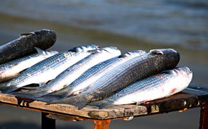MPA lança plano de gestão para uso sustentável da tainha