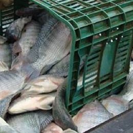 Gestão de Pescado é tema de novo curso do Pecege