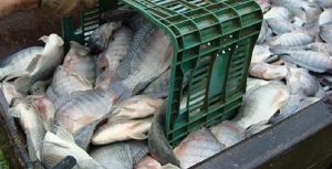 Gestão de Pescado é tema de novo curso do Pecege