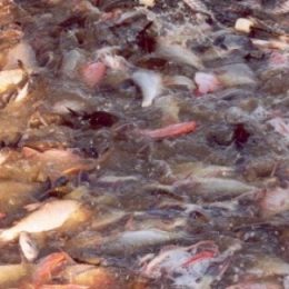 Pesquisa avalia ingredientes regionais para ração de tambaqui