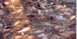 Pesquisa avalia ingredientes regionais para ração de tambaqui