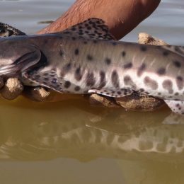 Como criar pintado-real