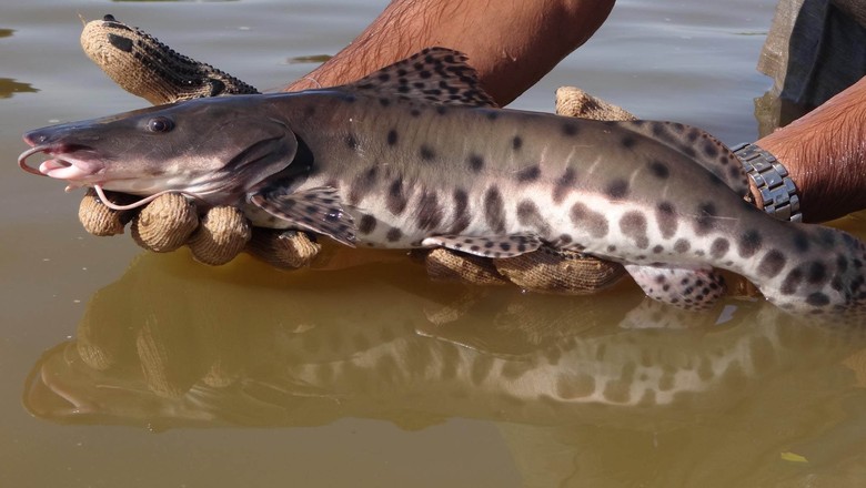 Como criar pintado-real